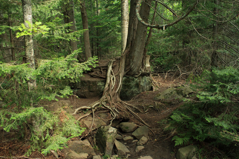 3-trees-on-the-rocks