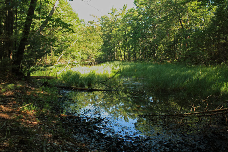 6-wet-area-along-lighthouse-trail