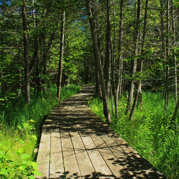 The Grass River Natural Area – Sedge Meadow Hike