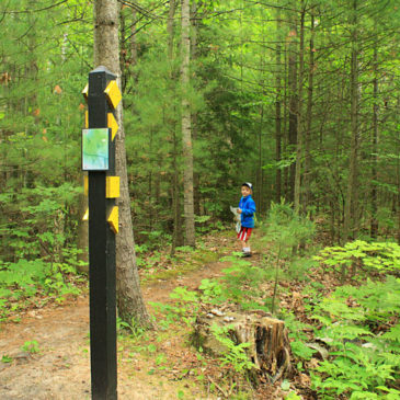 Petoskey State Park – Camping, Hiking, Biking and Tunnel of Trees